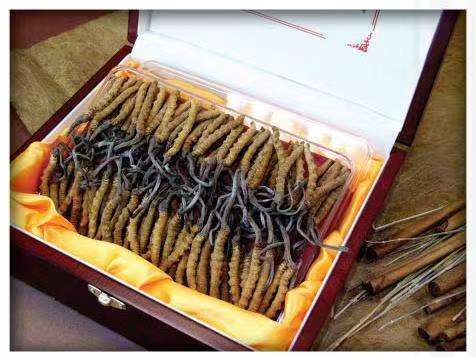 内江冬虫夏草回收